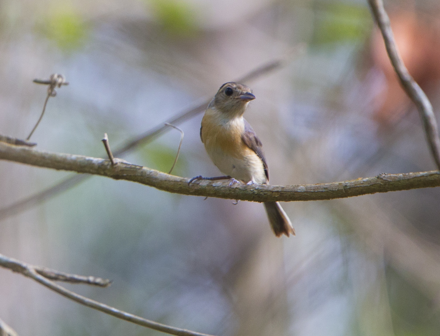 image Grey-throated Chat